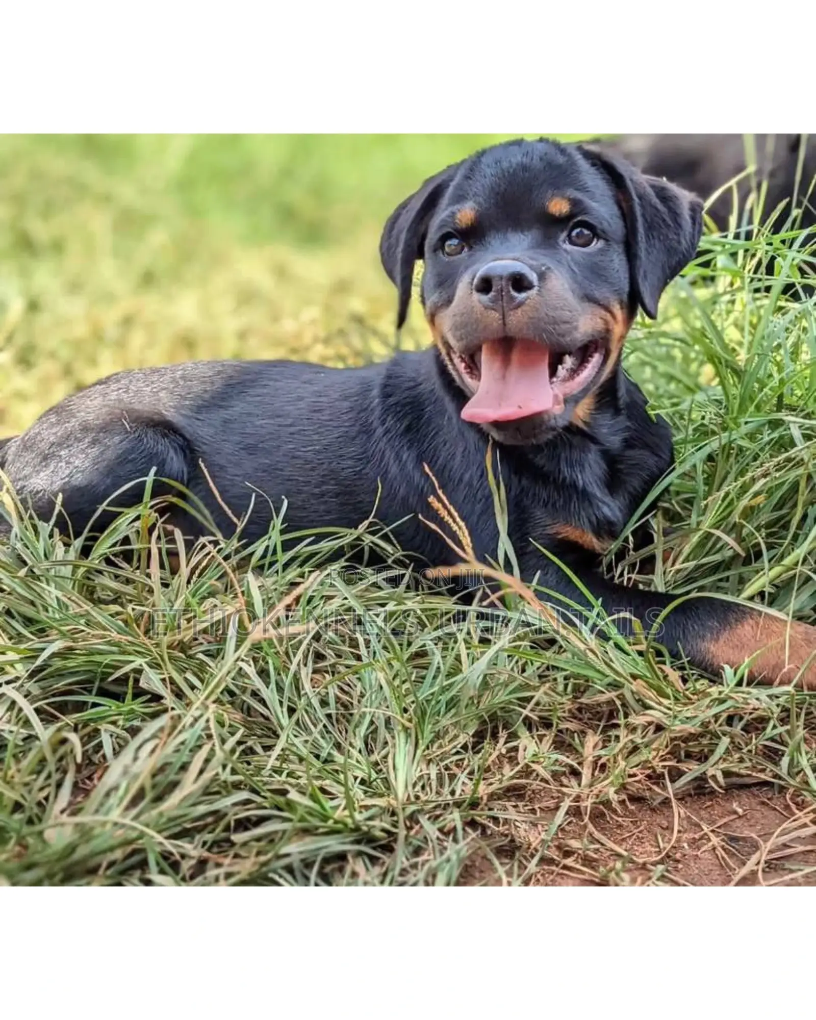 1-3 months Male Purebred Rottweiler