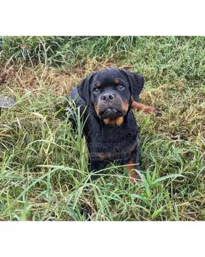 1-3 months Male Purebred Rottweiler