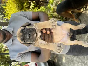 Photo - 1-3 months Female Purebred Boerboel