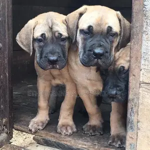 Photo - 1-3 months Male Purebred Mastiff