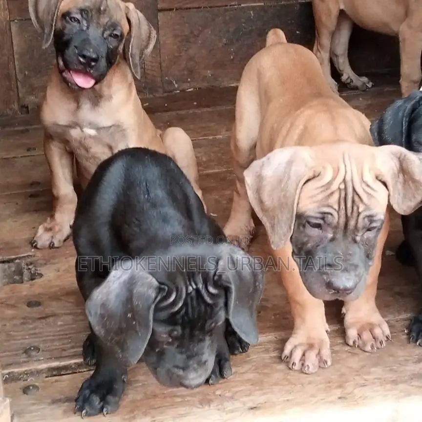1-3 months Male Purebred Mastiff