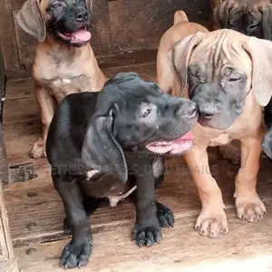 1-3 months Male Purebred Mastiff
