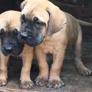1-3 months Male Purebred Mastiff