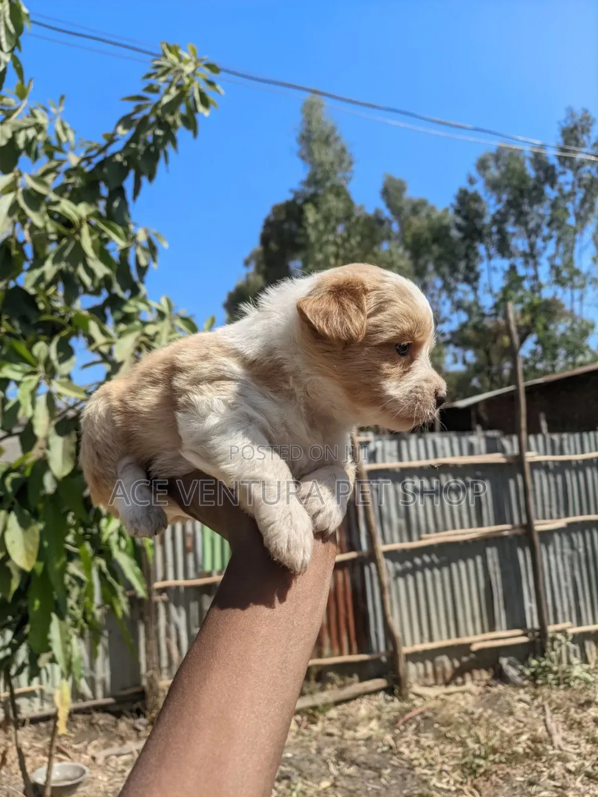 1-3 months Male Purebred Maltese