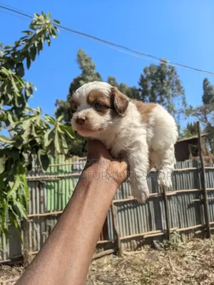 1-3 months Male Purebred Maltese