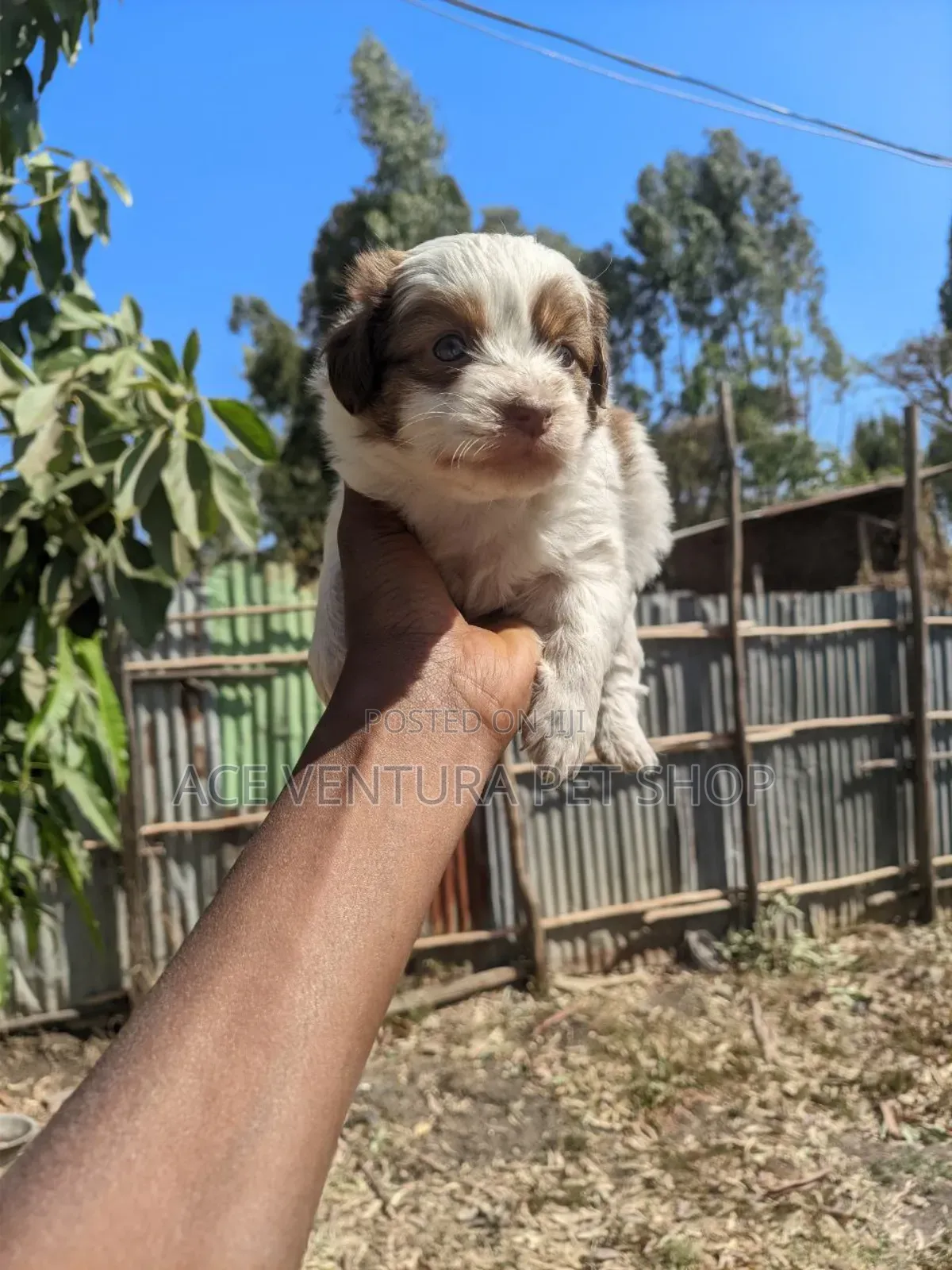 1-3 months Male Purebred Maltese