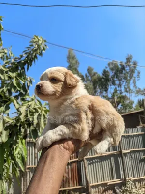 1-3 months Male Purebred Maltese