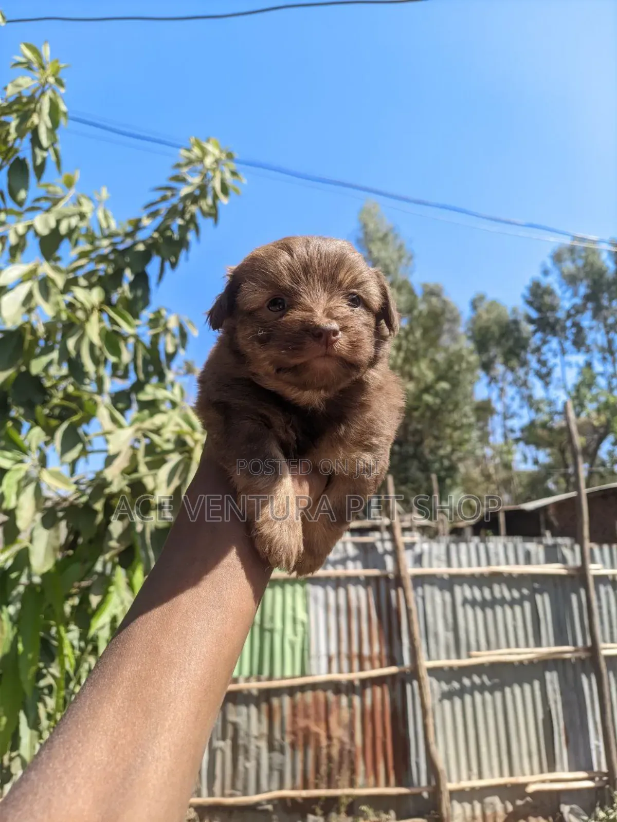 1-3 months Male Purebred Maltese