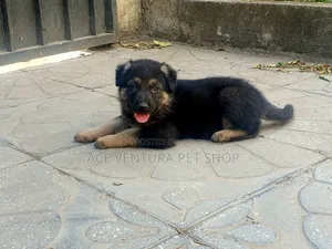 Photo - 1-3 months Male Purebred German Shepherd
