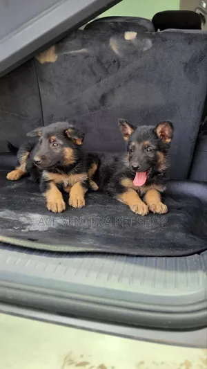 Photo - 1-3 months Male Purebred German Shepherd