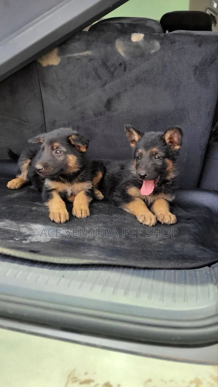 1-3 months Male Purebred German Shepherd