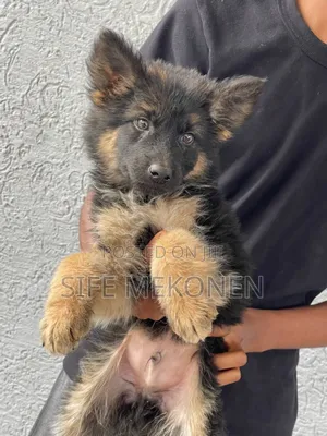 1-3 months Male Purebred German Shepherd
