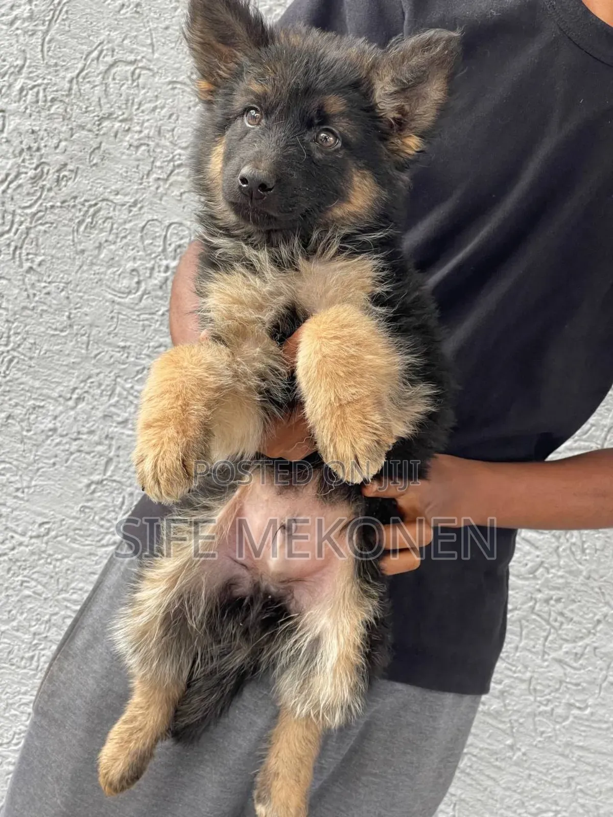 1-3 months Male Purebred German Shepherd
