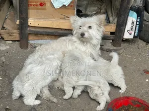 1-3 months Male Purebred Yorkshire Terrier