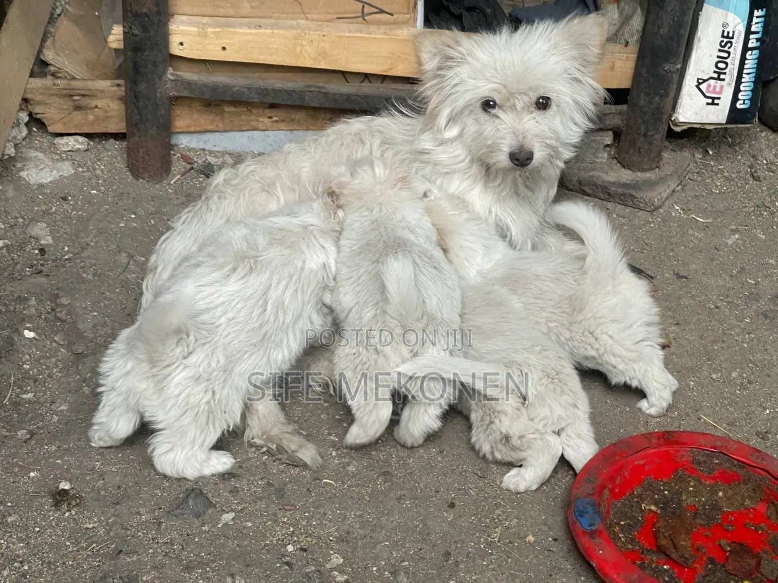 1-3 months Male Purebred Yorkshire Terrier