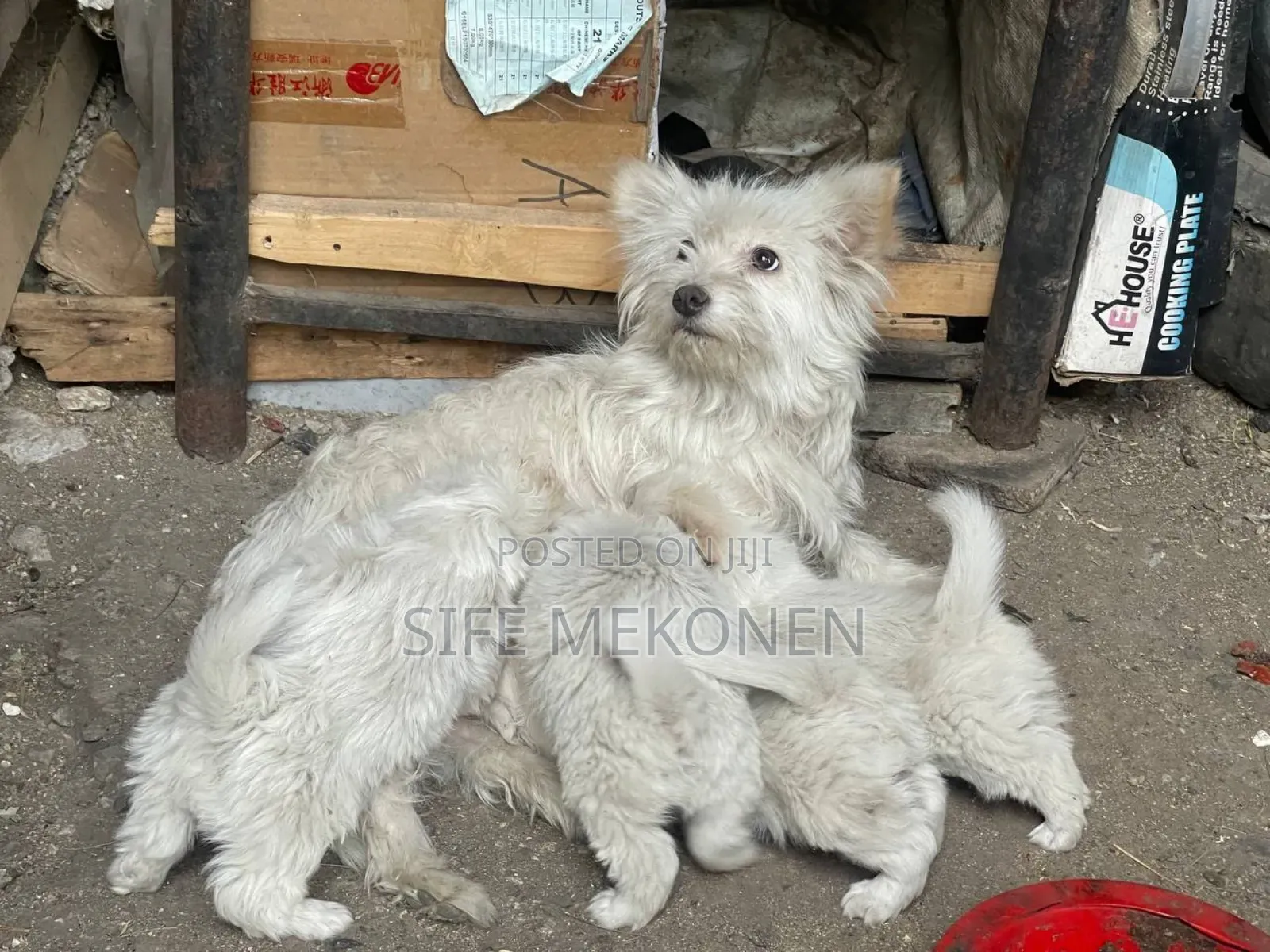 1-3 months Male Purebred Yorkshire Terrier