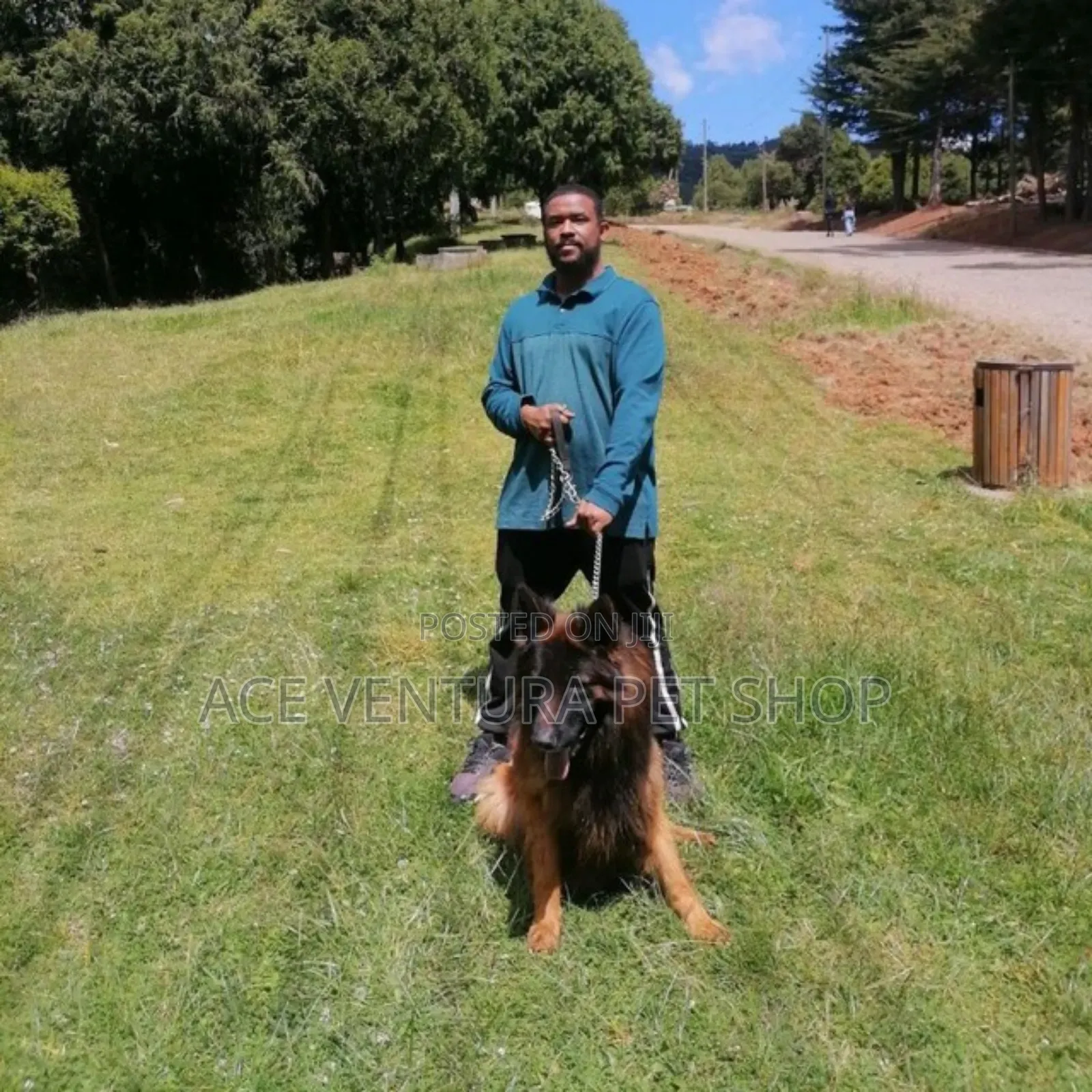 1-3 months Male Purebred German Shepherd