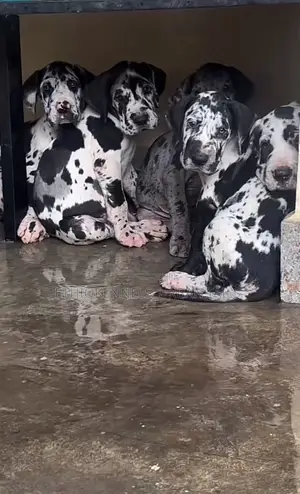 Photo - 1-3 months Male Purebred Great Dane