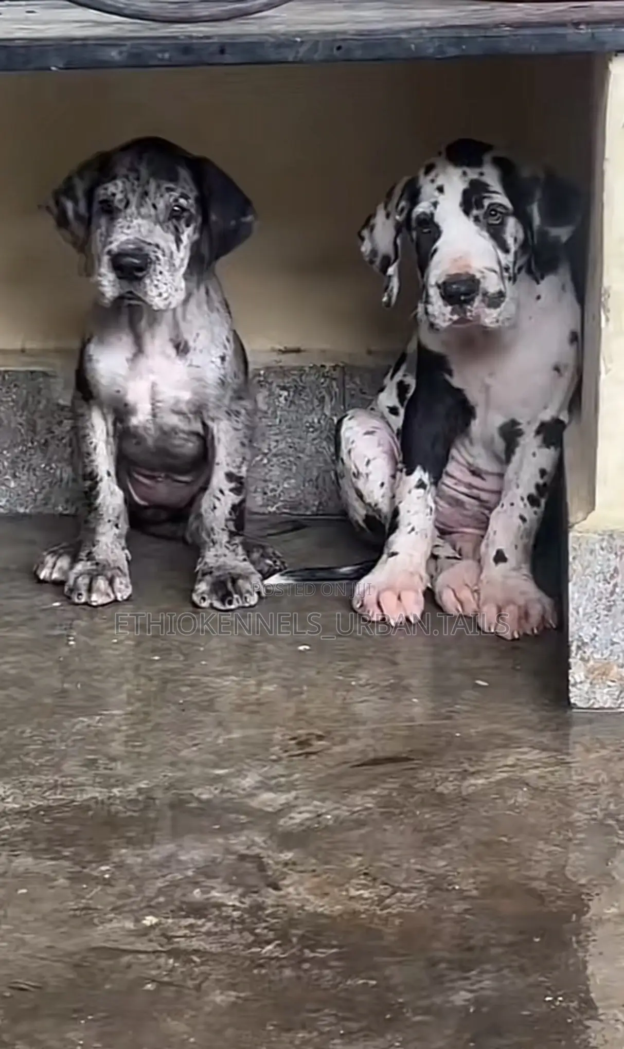 1-3 months Male Purebred Great Dane