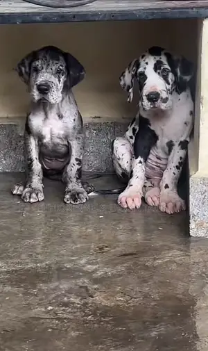 1-3 months Male Purebred Great Dane