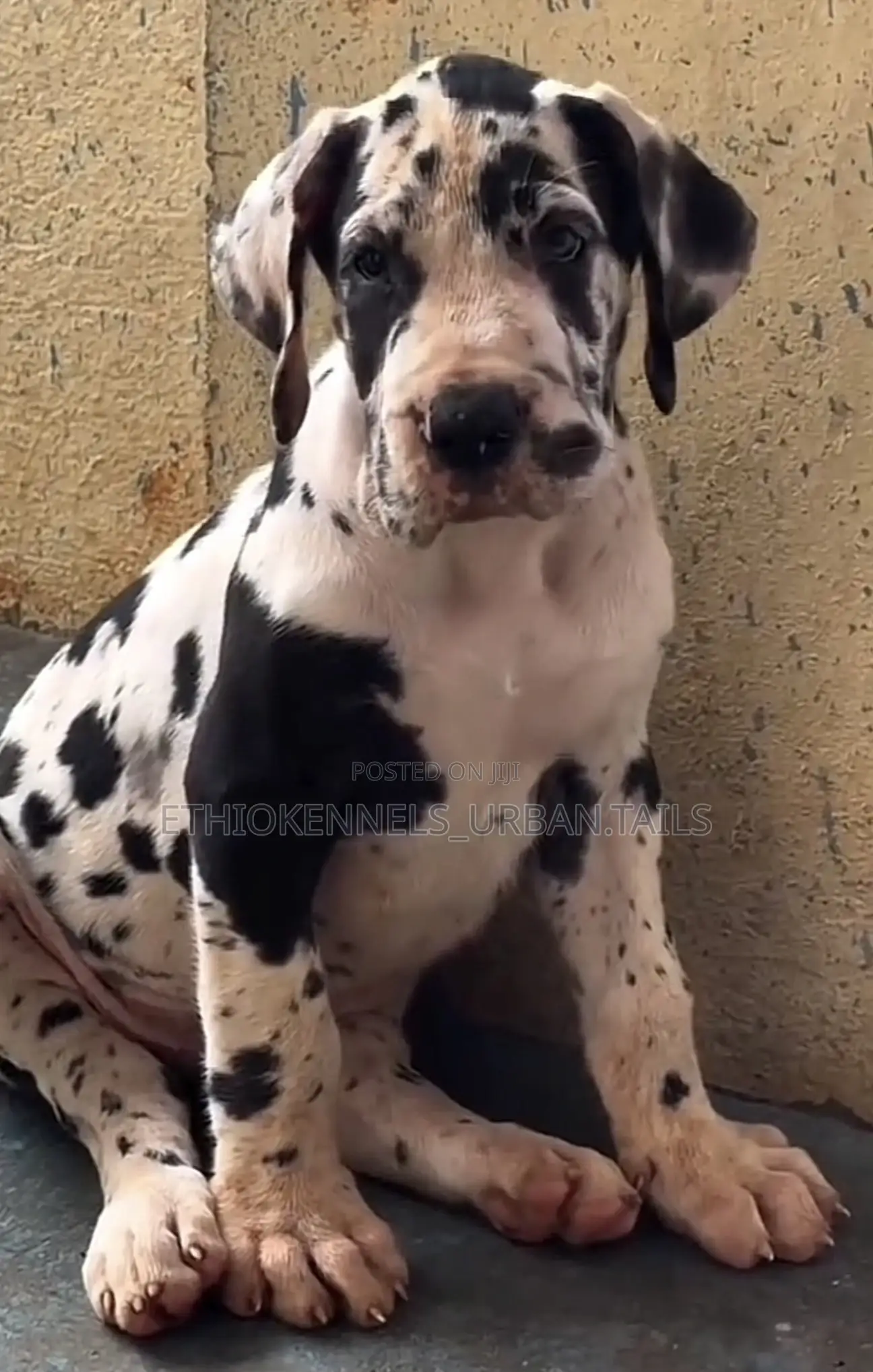 1-3 months Male Purebred Great Dane