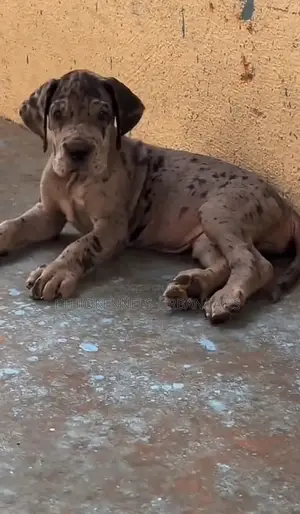 1-3 months Male Purebred Great Dane
