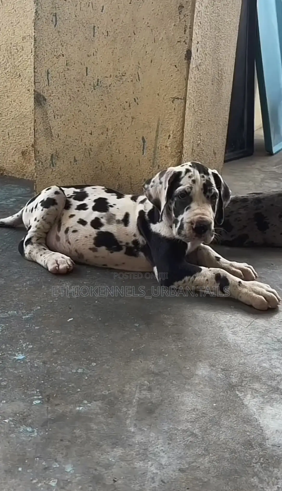 1-3 months Male Purebred Great Dane