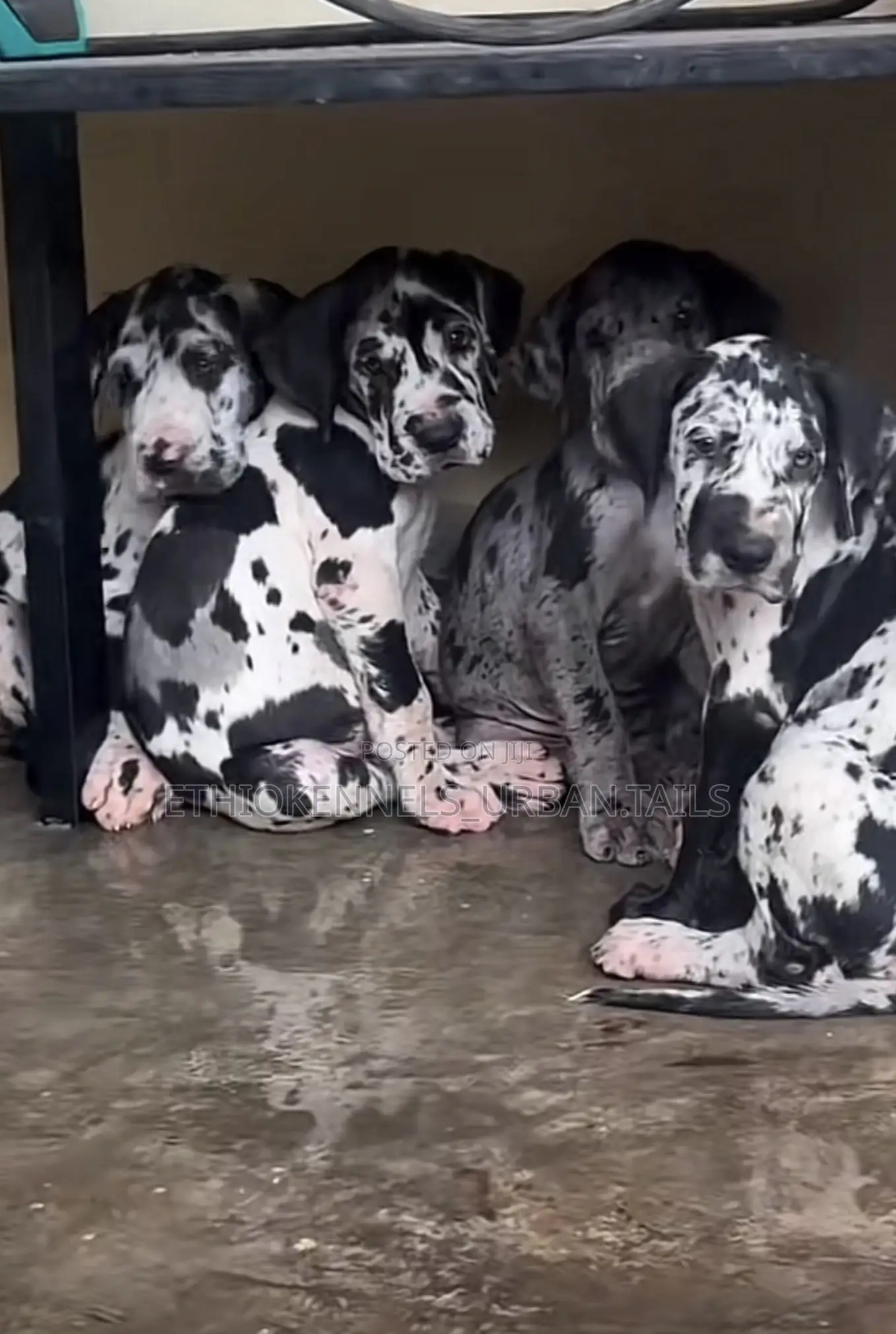 1-3 months Male Purebred Great Dane