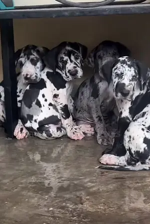 1-3 months Male Purebred Great Dane