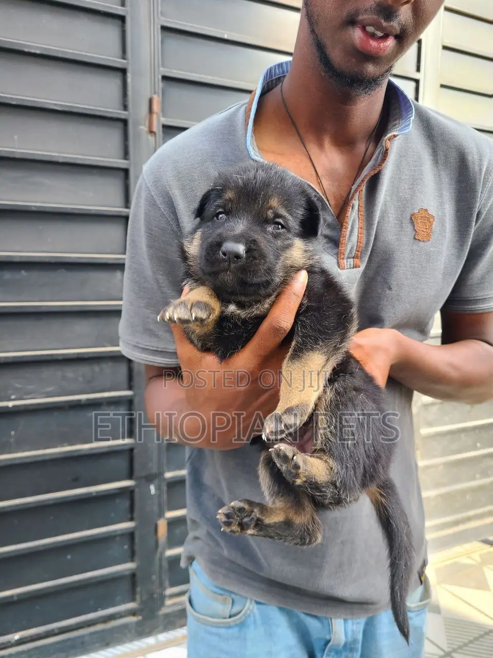 0-1 month Male Purebred German Shepherd
