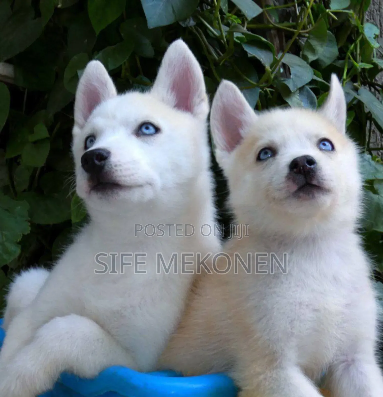 1-3 months Male Purebred Siberian Husky