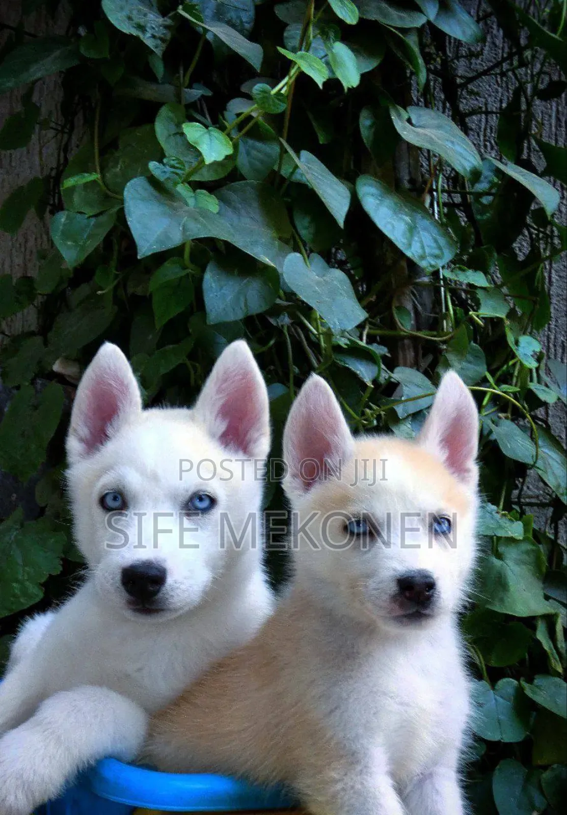 1-3 months Male Purebred Siberian Husky