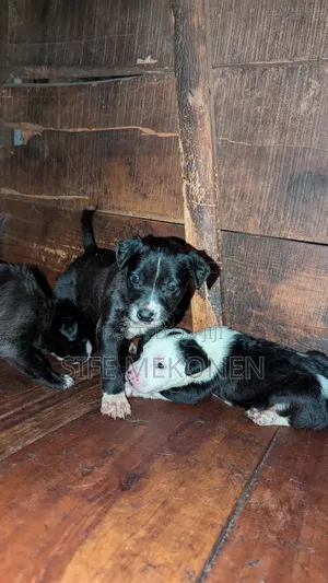 Photo - 1-3 months Male Purebred American Pit Bull Terrier