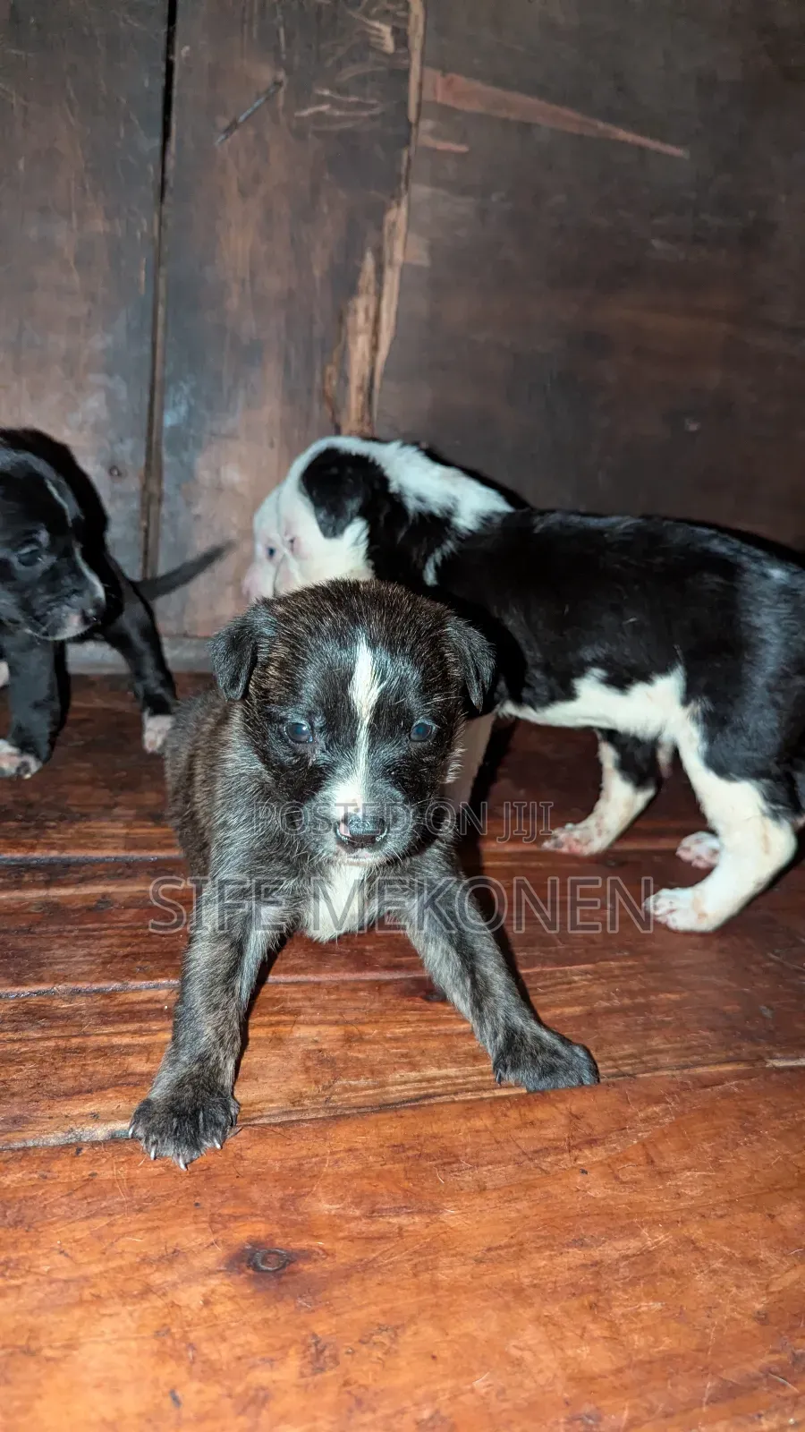 1-3 months Male Purebred American Pit Bull Terrier