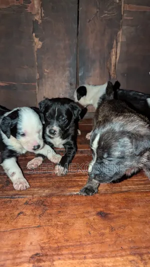 1-3 months Male Purebred American Pit Bull Terrier