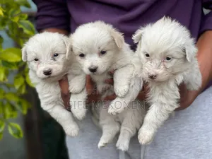 Photo - 1-3 months Male Purebred Maltese