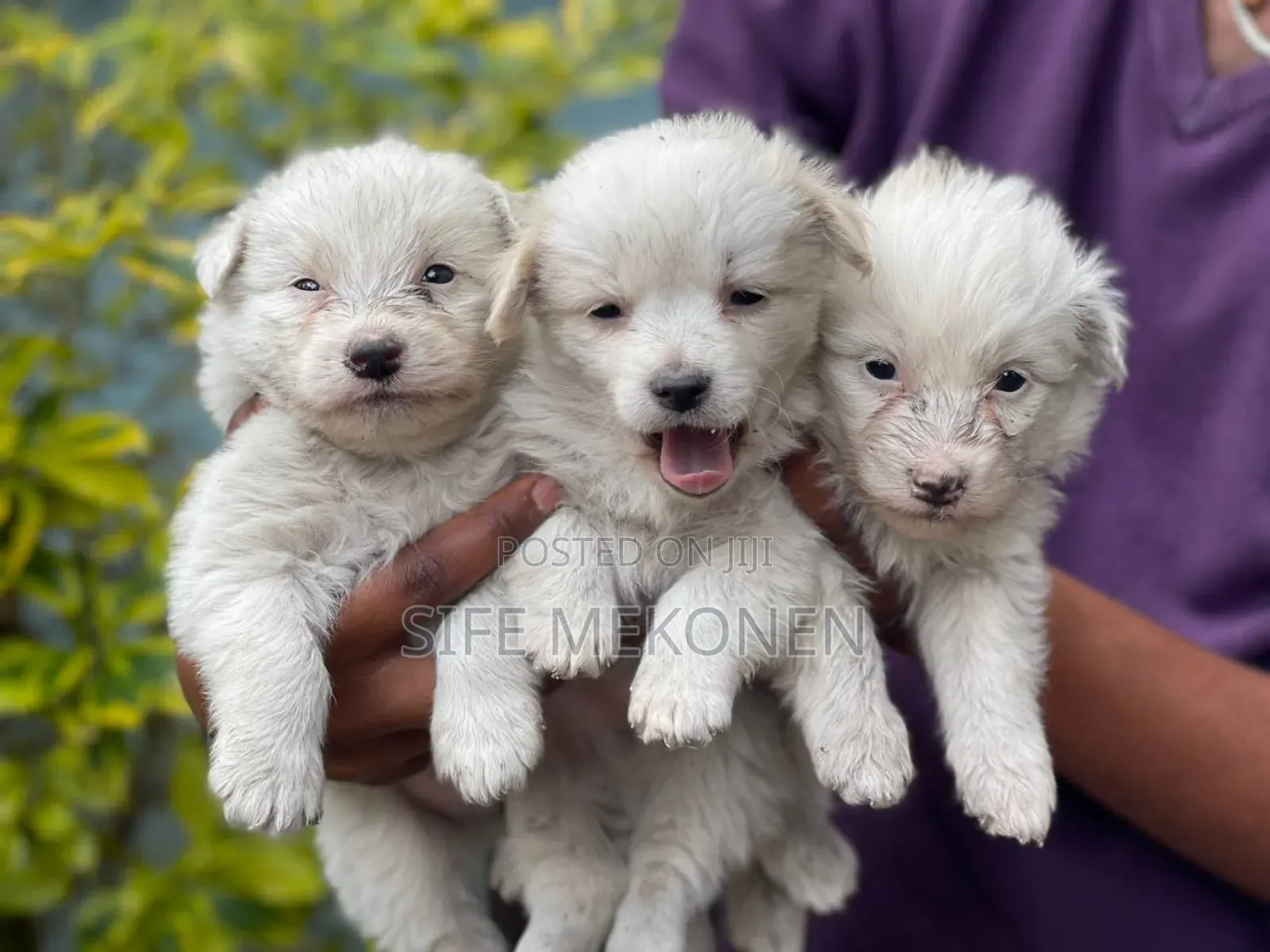 1-3 months Male Purebred Maltese