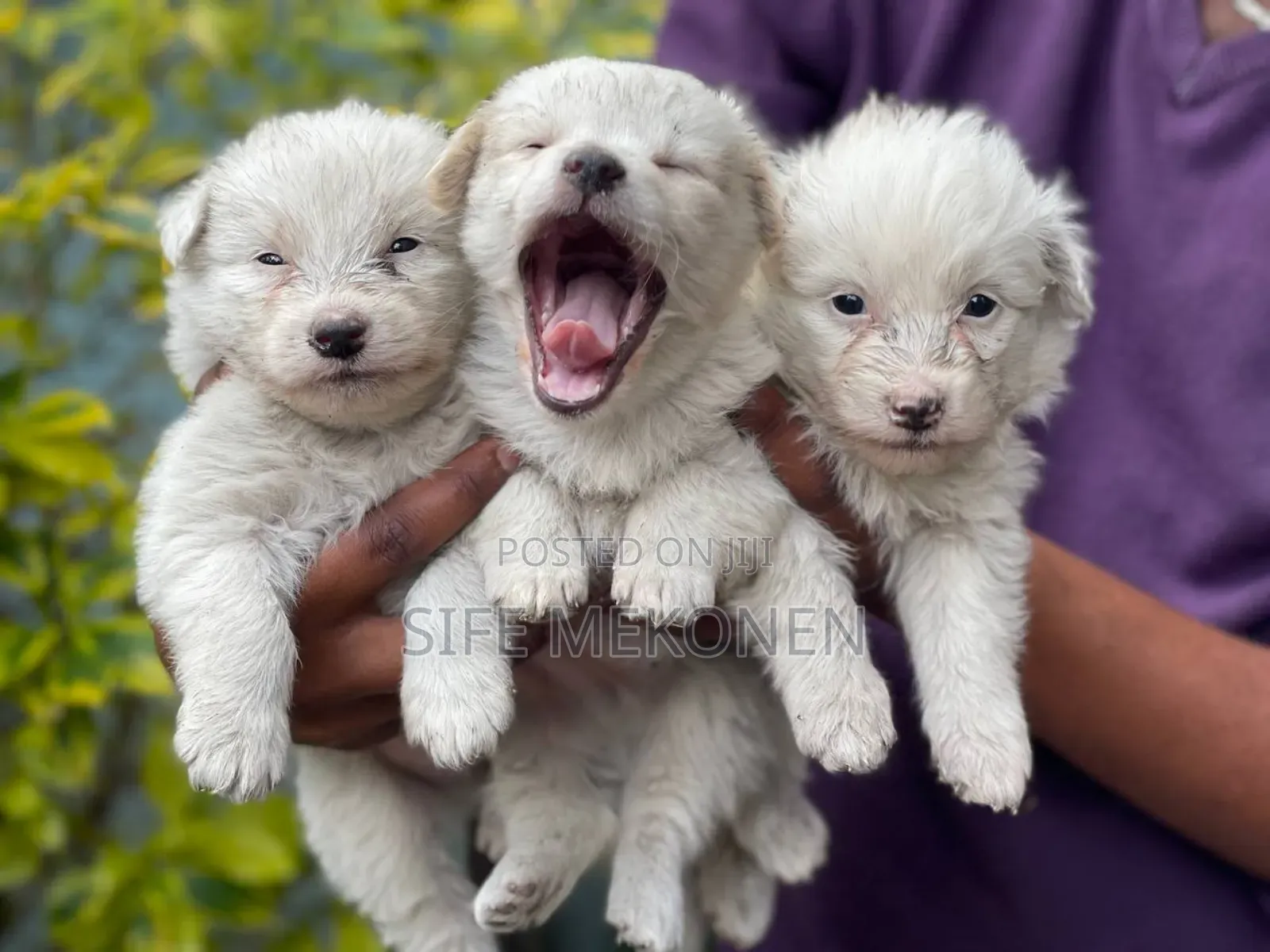 1-3 months Male Purebred Maltese