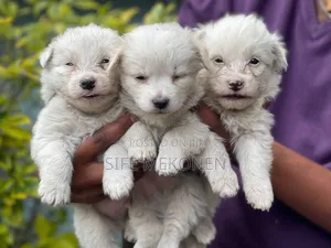 Photo - 1-3 months Male Purebred Maltese