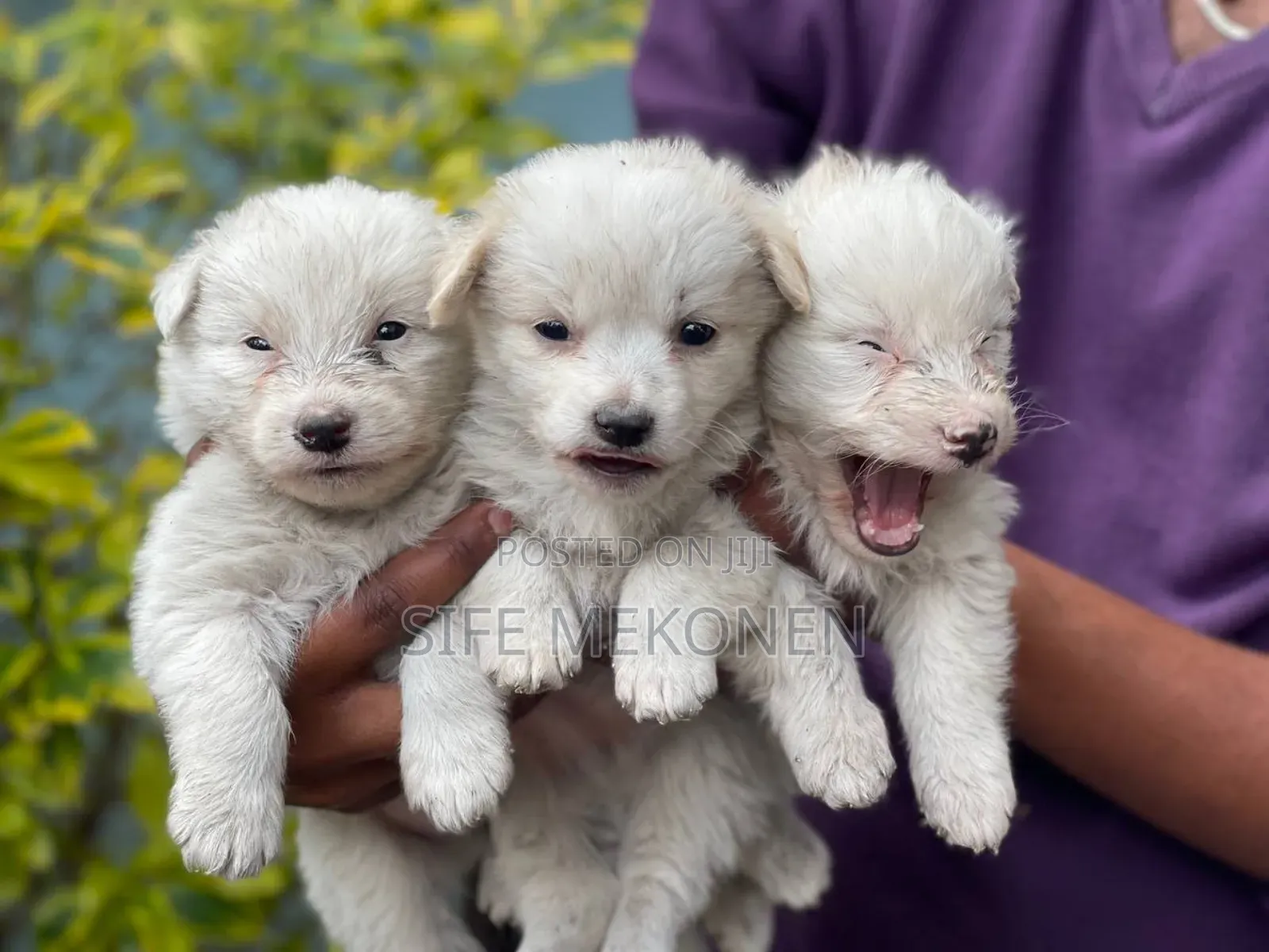 1-3 months Male Purebred Maltese
