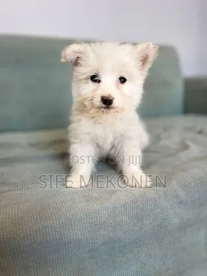 1-3 months Male Purebred Yorkshire Terrier