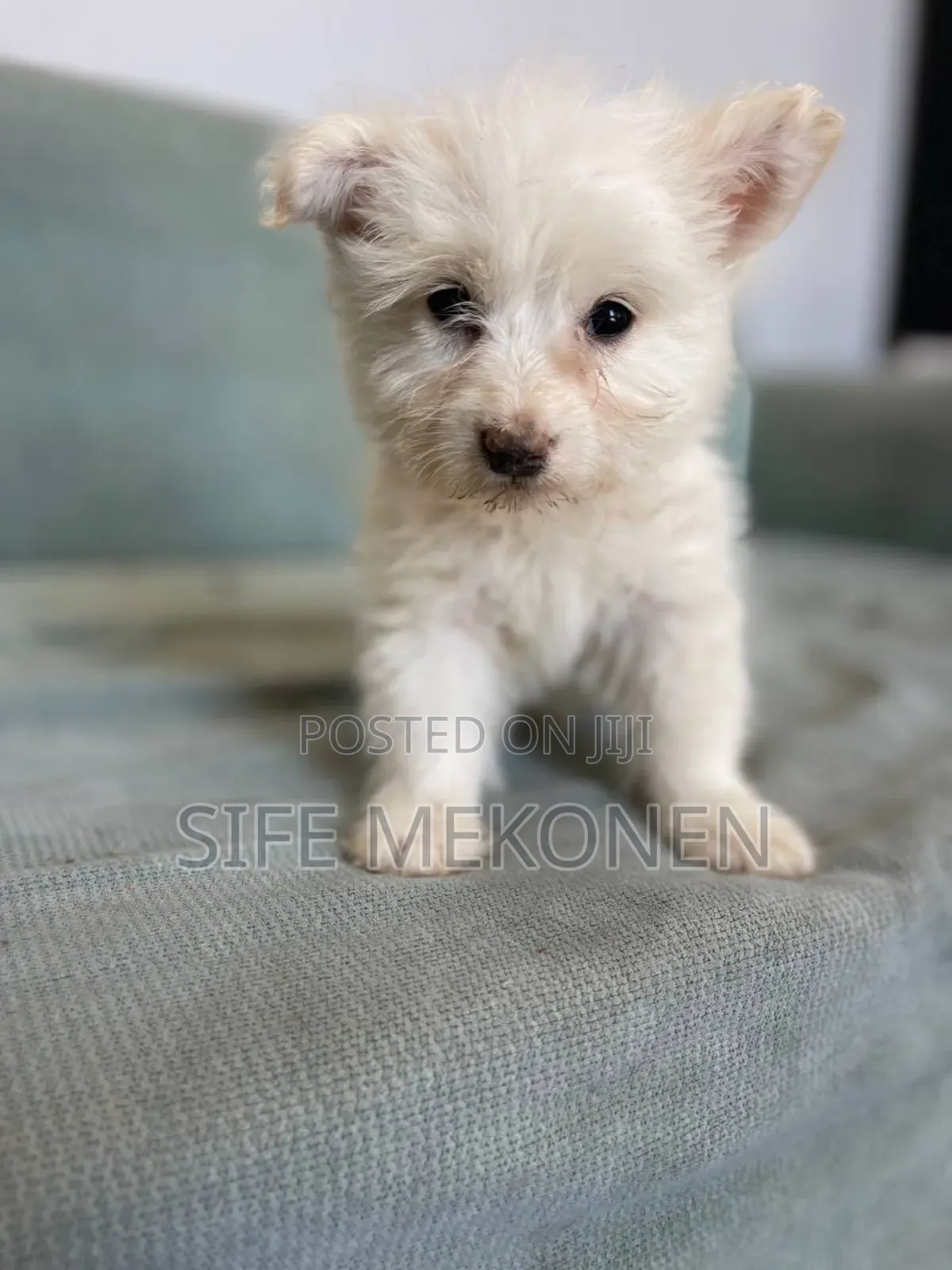 1-3 months Male Purebred Yorkshire Terrier