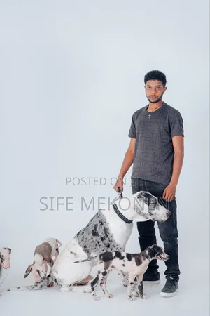 Photo - 1-3 months Male Purebred Great Dane