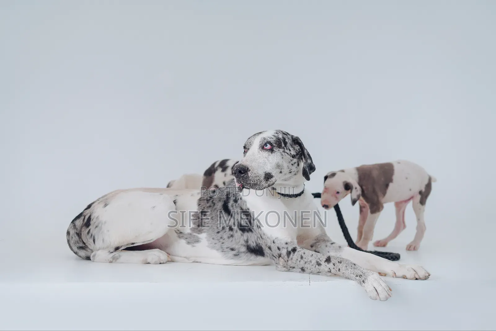 1-3 months Male Purebred Great Dane