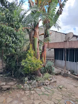 Land for Sale at Asco Gebreal (258sq M.) Gullele 05