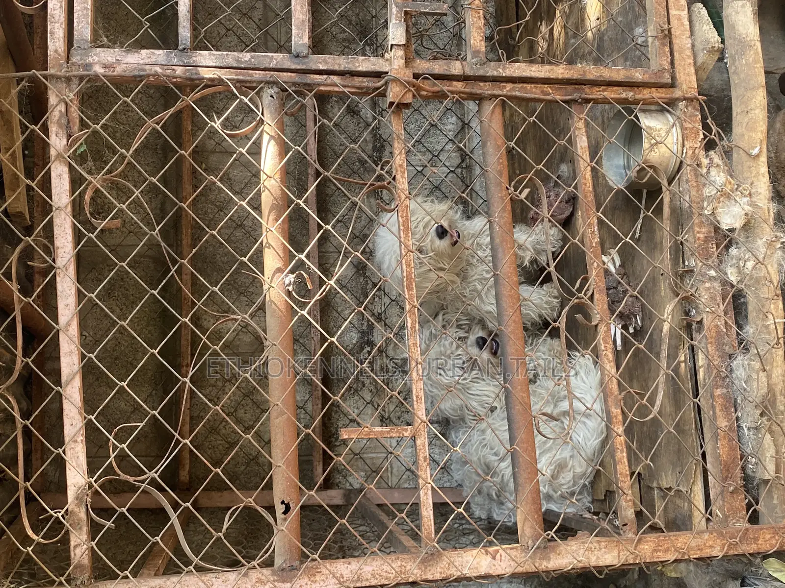 1-3 months Male Purebred Maltese