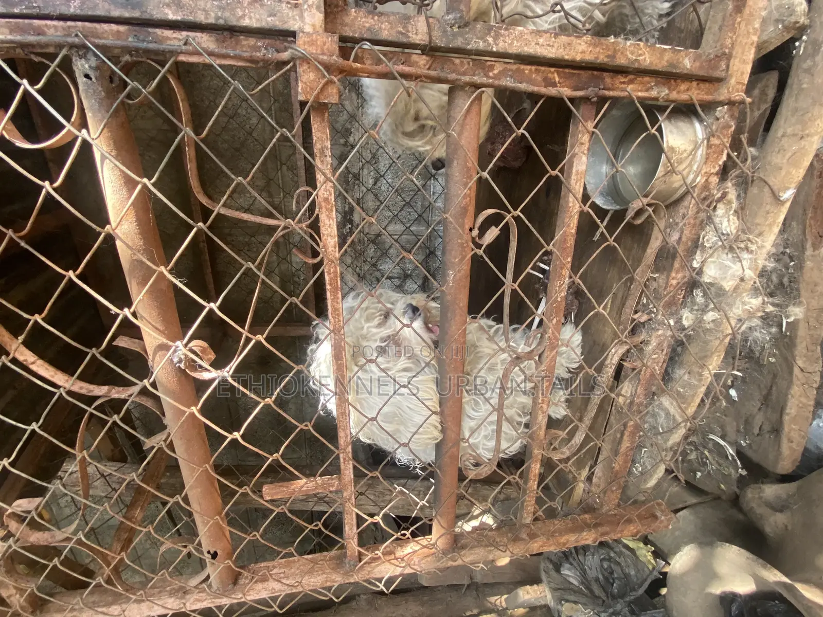 1-3 months Male Purebred Maltese