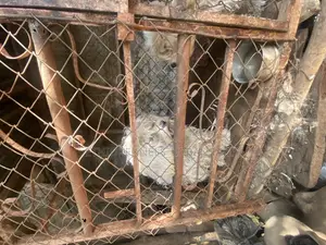 1-3 months Male Purebred Maltese