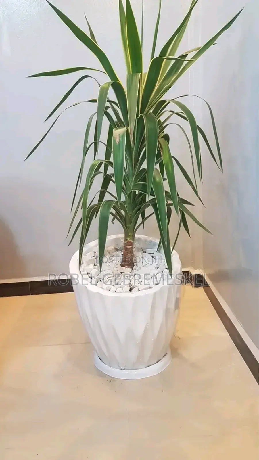 Home Decor Plant Pots