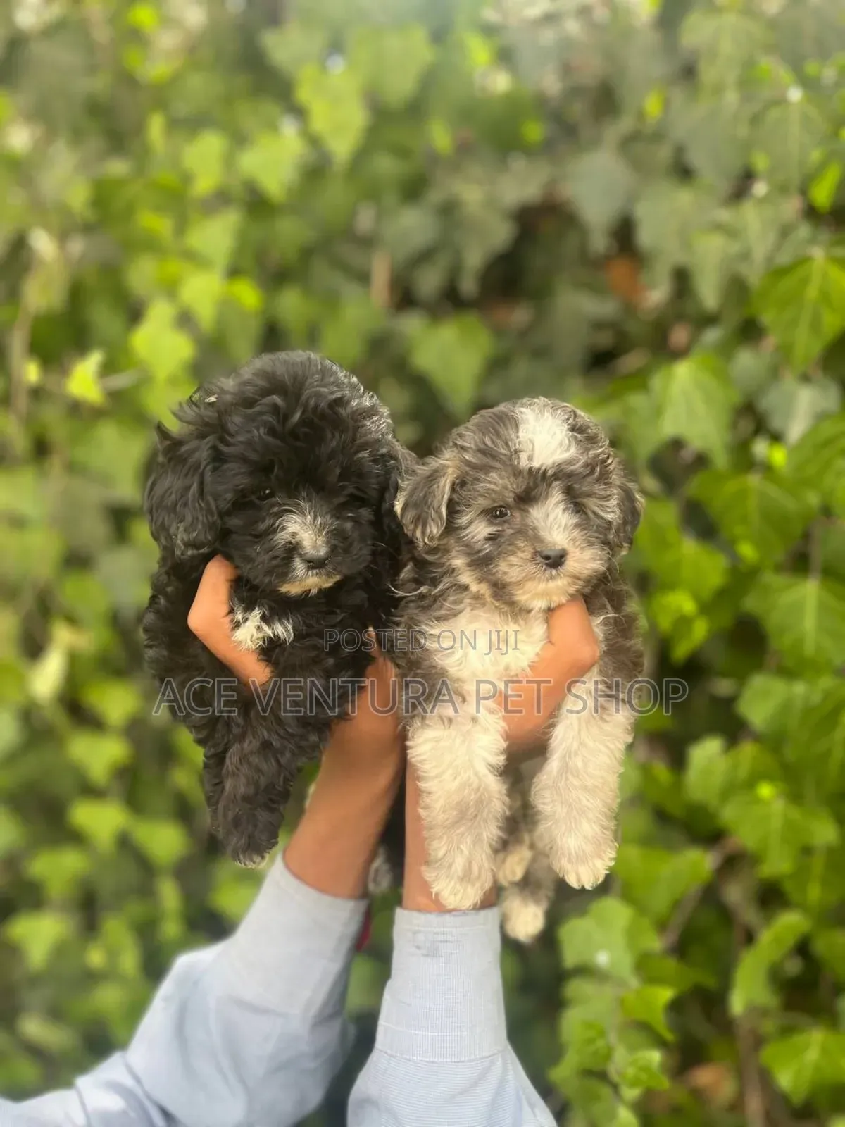 1-3 months Male Purebred Maltipoo